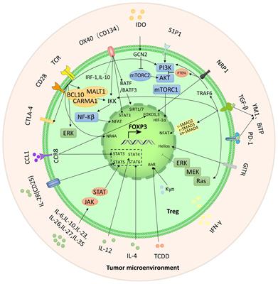 Reprogramming of regulatory T cells in inflammatory tumor microenvironment: can it become immunotherapy turning point?